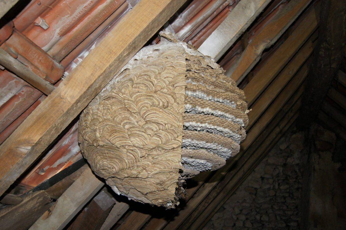 Les frelons asiatiques — nid en coupe · intervention Chartres Nuisibles en Eure-et-Loir