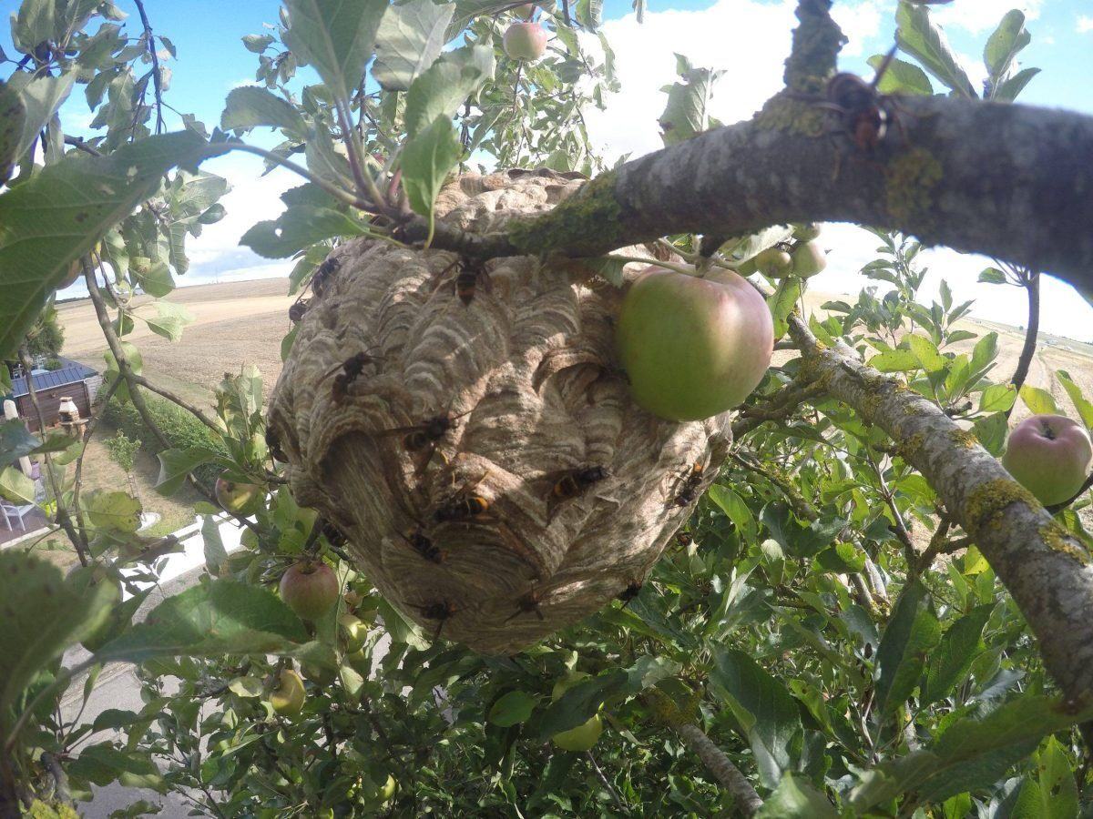 Les frelons asiatiques — nid pommier · intervention Chartres Nuisibles en Eure-et-Loir