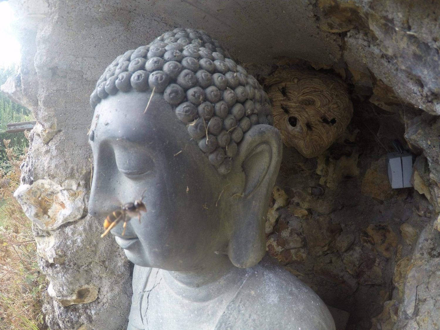 Les frelons asiatiques — nid statue · intervention Chartres Nuisibles en Eure-et-Loir