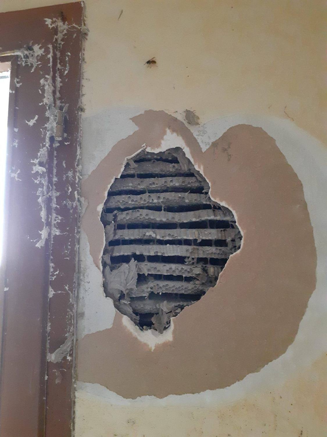 Les guêpes — interieur cloison · intervention Chartres Nuisibles en Eure-et-Loir