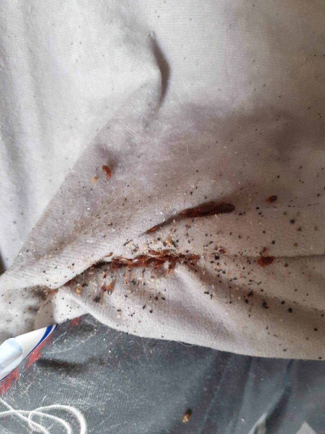 Les punaises de lit — excrements mues · intervention Chartres Nuisibles en Eure-et-Loir
