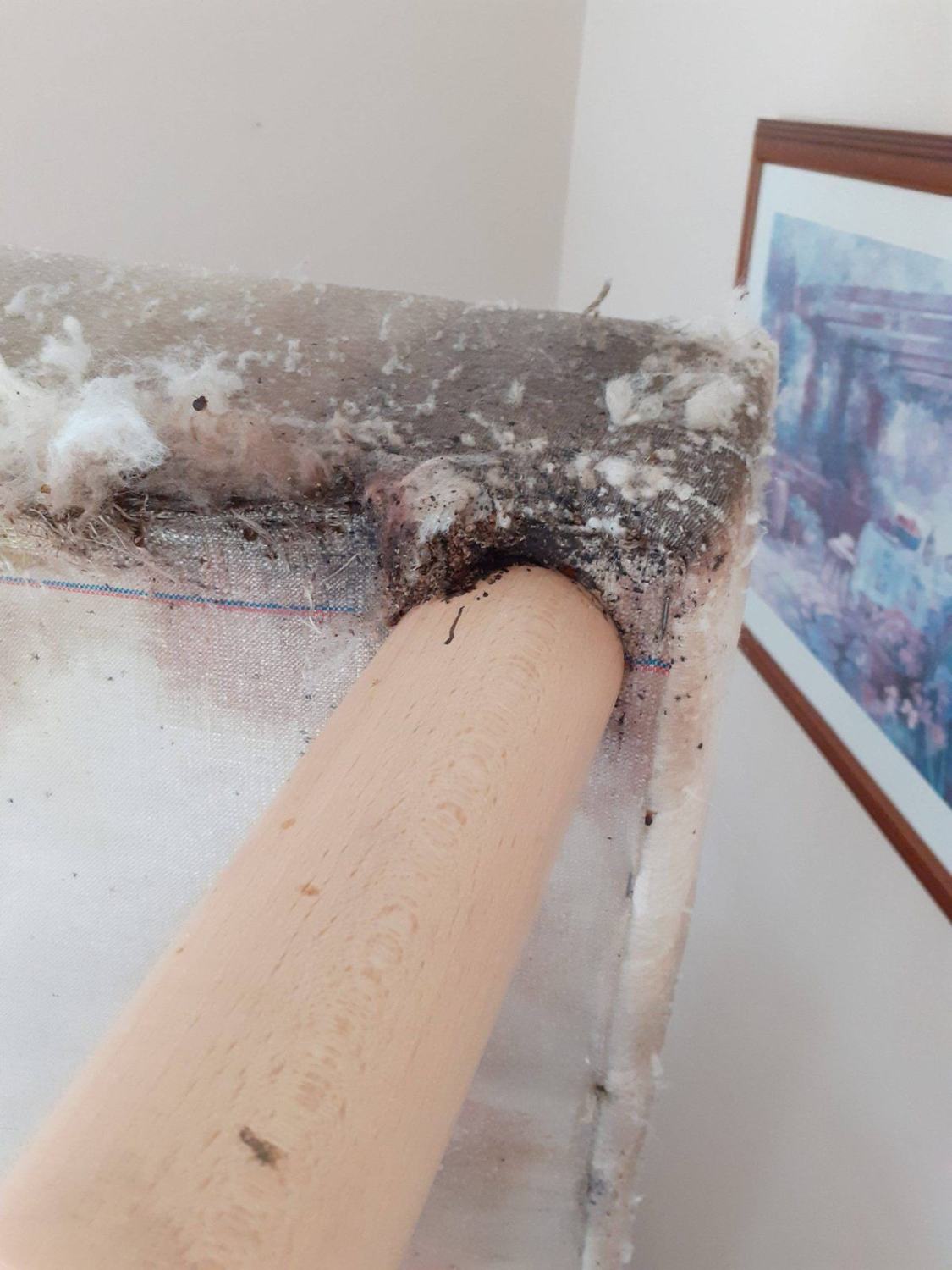 Les punaises de lit — forte infestation · intervention Chartres Nuisibles en Eure-et-Loir