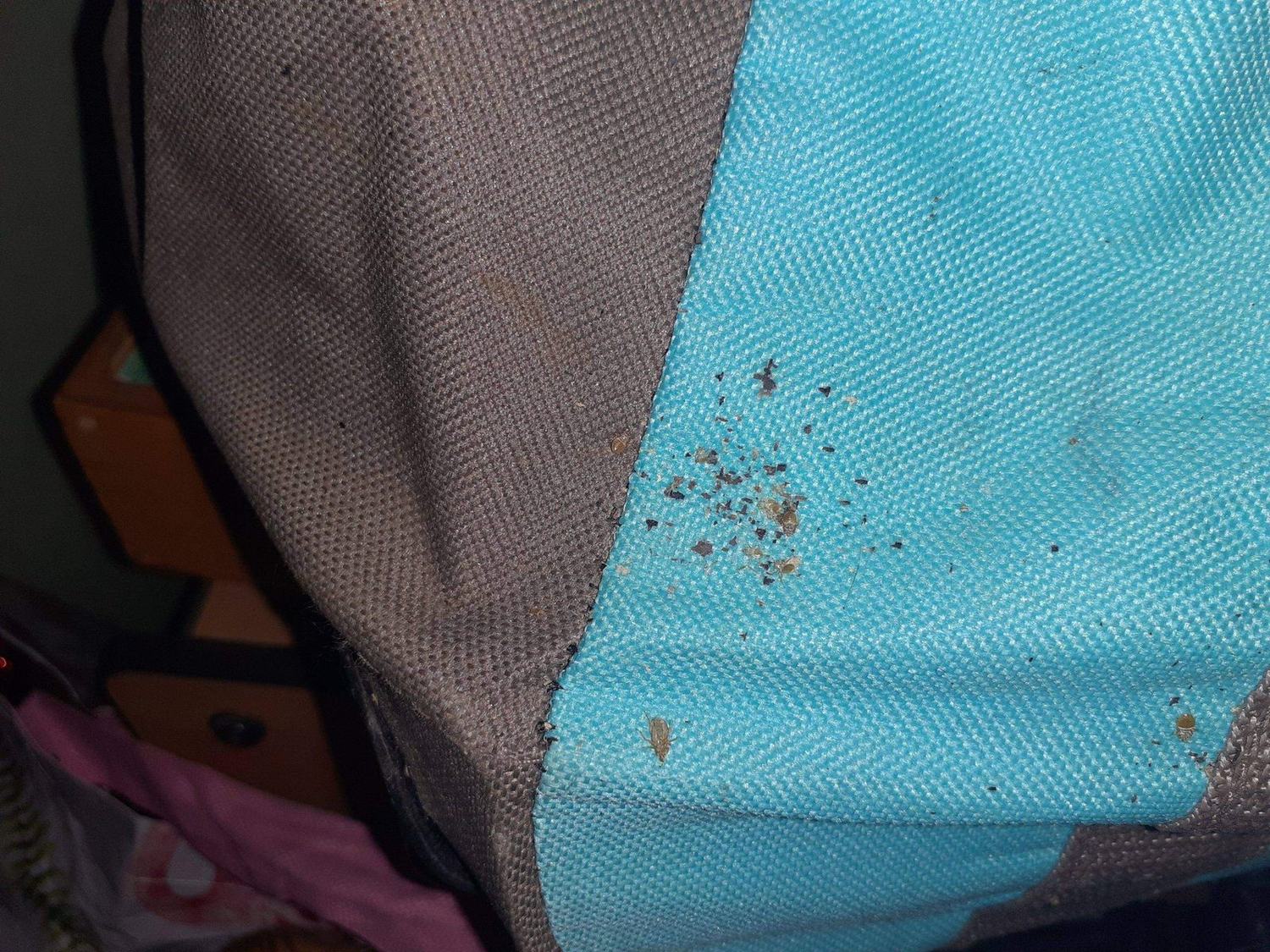 Les punaises de lit — mues excrements · intervention Chartres Nuisibles en Eure-et-Loir